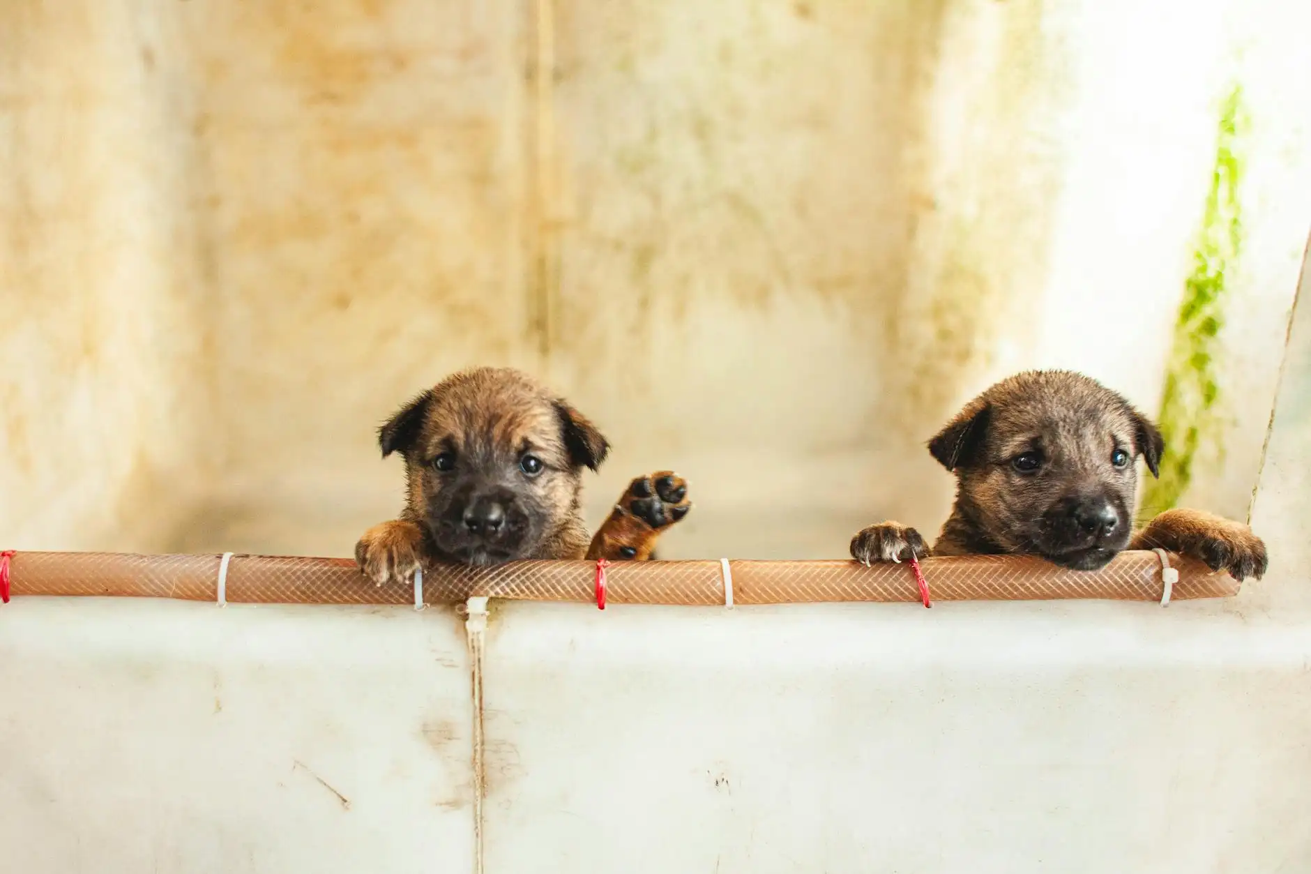 Елена Смирнова Portfolio 5